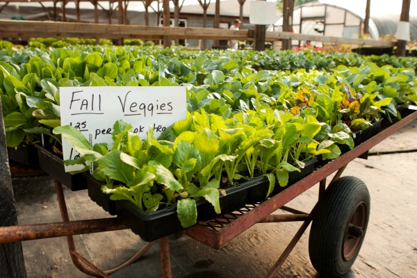 15 Vegetables to Plant in Fall