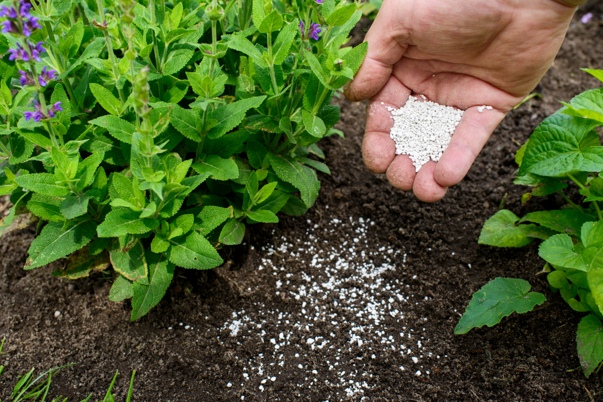 Don’t Feed Plants – Learn to Fertilize Correctly