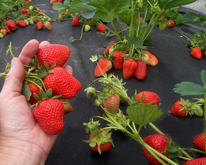 What is the Best Strawberry Variety to Grow?