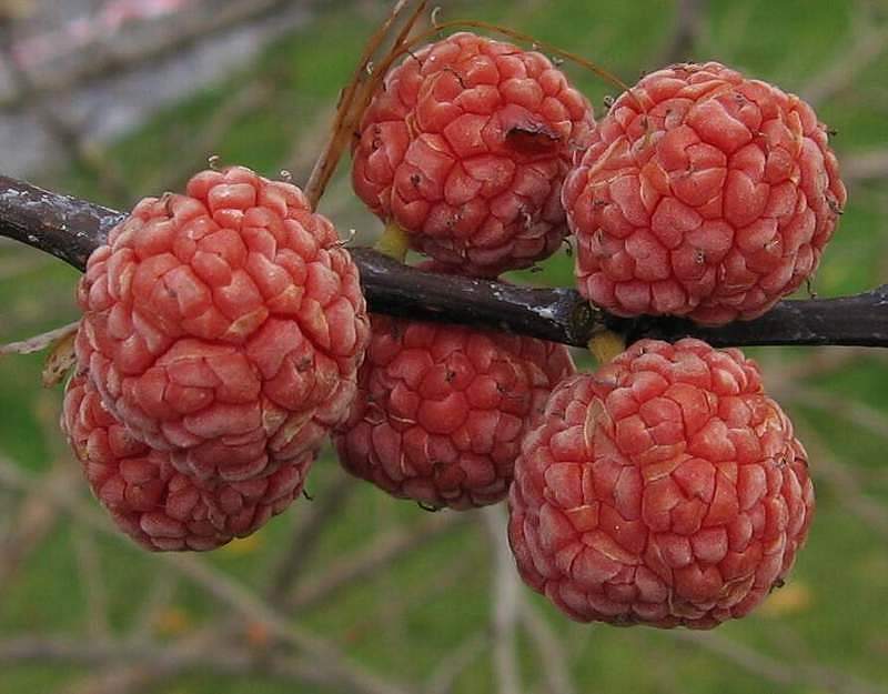 Top 10 Cold Hardy Fruit Trees to Grow in Your Garden