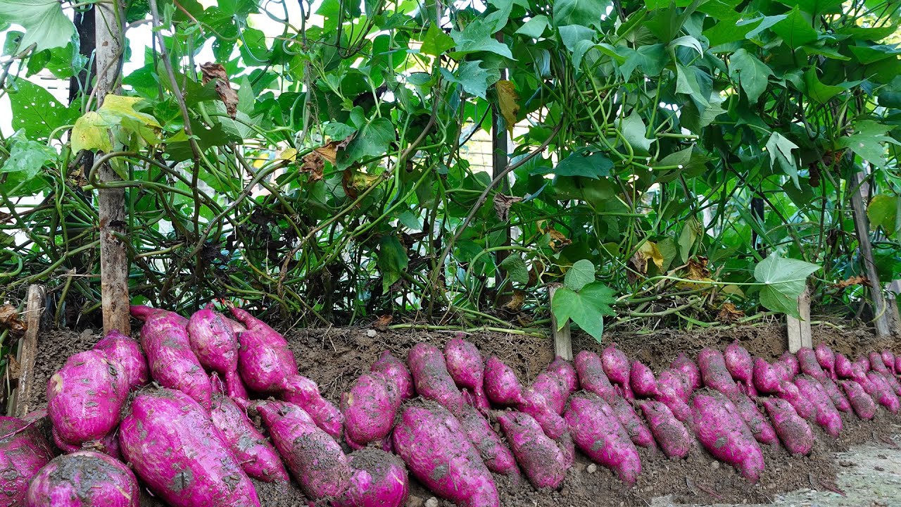 Growing Sweet Potatoes Vertically Maximized Yield